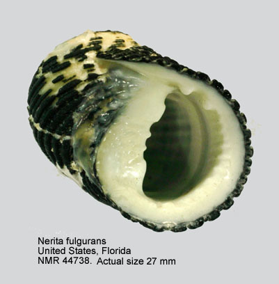Nerita fulgurans (4).jpg - Nerita fulgurans Gmelin,1791